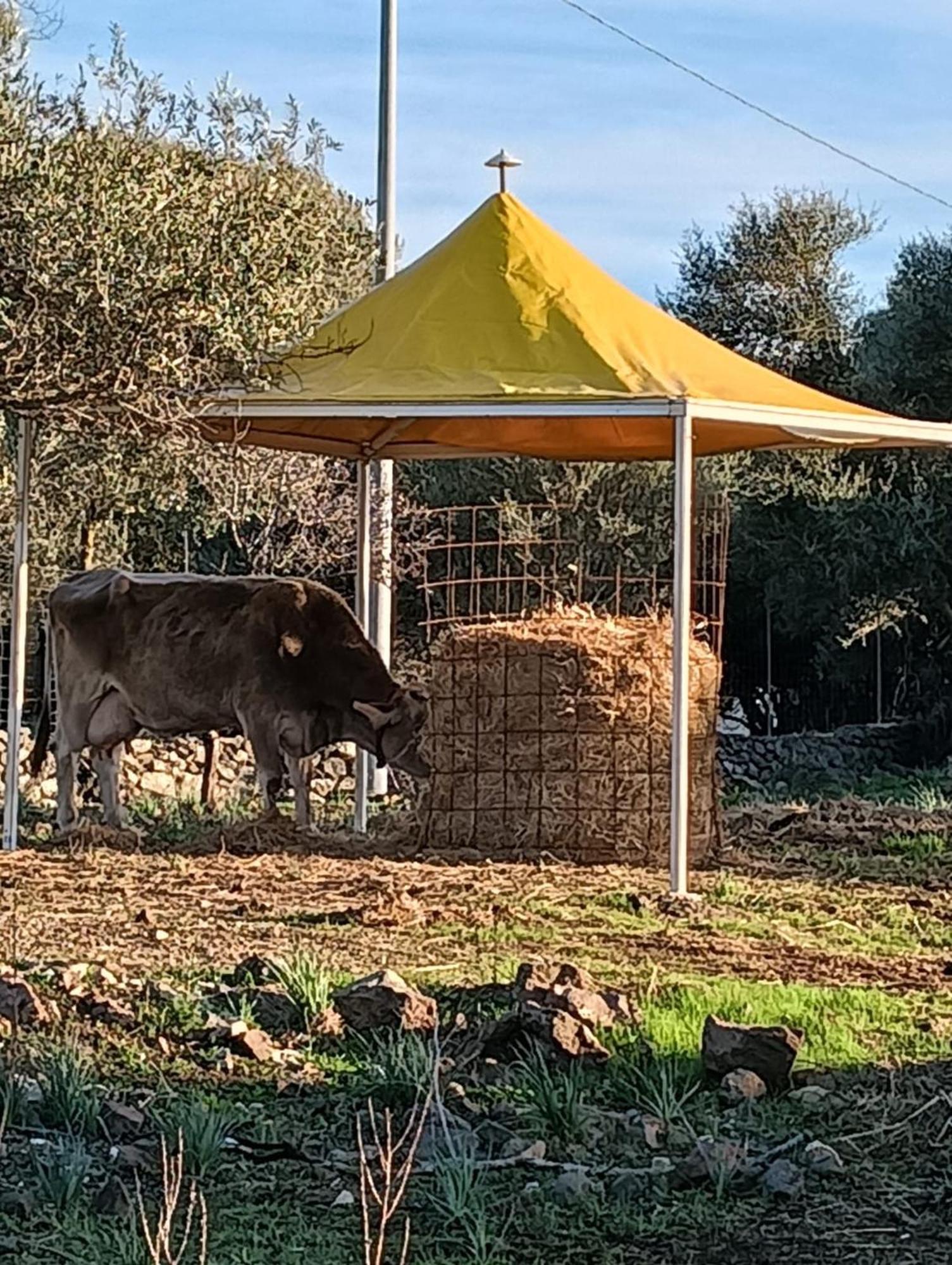 Farmhouse La Croisette - Agriturismo دورغالي المظهر الخارجي الصورة
